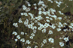 Minuartia capillacea