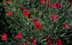 Steenanjer - Dianthus deltoides 'Flashing Light'