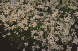 Houstonia caerulea 'Alba'