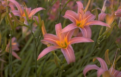 Daglelie - Hemerocallis 'Piquante'