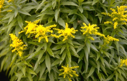 Guldenroede - Solidago 'Dzintra'