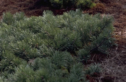 Pinus mugo 'Krauskopf'