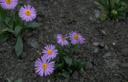 Aster tongolensis 'Berggarten'