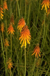 Vuurpijl Kniphofia Bressingham Hybrids