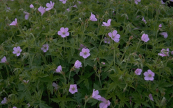 Ooievaarsbek - Geranium x oxonianum 'A.T. Johnson'