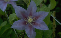 Clematis 'Barbara Jackman'