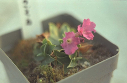 Sleutelbloem - Primula glaucescens subsp. calycina
