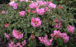 Rhododendron - Rhododendron 'Linda 
