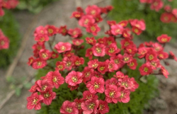 Saxifraga 'Luschtinetz'