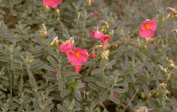 Zonneroosje - Helianthemum 'Sudbury Gem'