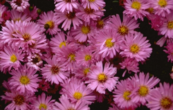 Aster 'Herbstgruss vom Bresserhof'