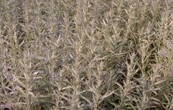Westlicher Beifuß - Artemisia ludoviciana 'Silver Queen