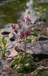 Cortusa - Cortusa matthioli var. pekinensis