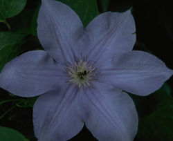 Clematis 'William Kennett'