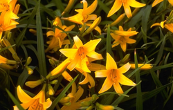 Daglelie - Hemerocallis 'Orangeman'