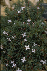 Daphne jasminea