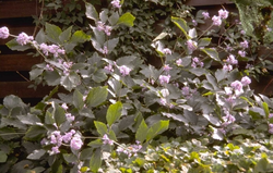Klematis heracleifolia