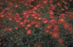 NieuwNederlandse Aster novi-belgii 'Winston Churchill'