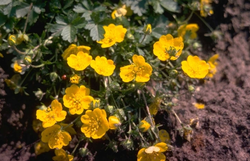 Potentilla crantzii 'Goldrausch'