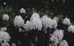 Rododendron - Rhododendron 'Catawbiense Album'