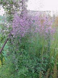 Thalictrum delavayi 'Hewitt's Double'