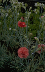 Anjer - Dianthus 'Diana'