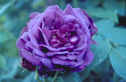 Englische Rose - Rosa 'Chianti
