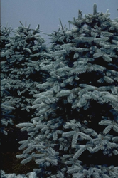 Weihnachtsbaum - Blaufichte - Picea pungens f. glauca 