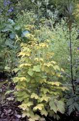 Moerasspirea - Filipendula ulmaria 'Aurea'