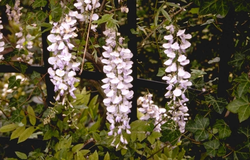 Blauweregen - Wisteria floribunda 'Domino'