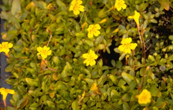 Mimulus primuloides f. linearifolius