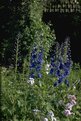 Rittersporn - Delphinium 'Blauwal'