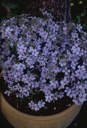 Frühlingsblume - Phlox divaricata 'Chattahoochee'.