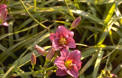 Daglelie - Hemerocallis 'Little Grapette'