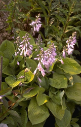 Hartlelie - Hosta 'August Moon'