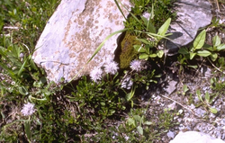 Globularia cordifolia