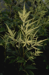 Geitenbaard - Aruncus dioicus var. kamtschaticus