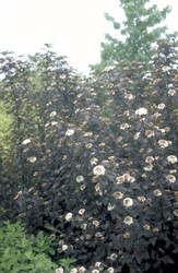 meerstammige struik Blaasspirea - Physocarpus opulifolius 'Diabolo'