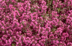 Kruiptijm - Thymus praecox 'Purple Beauty'