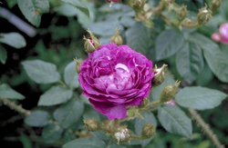 Mosroos - Rosa 'Baron de Wassenaar'