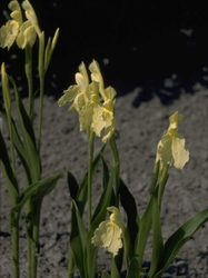 Roscoea cautleoides