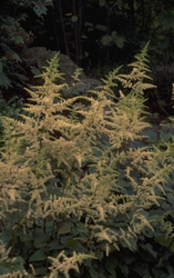 Spierstruik - Astilbe rivularis