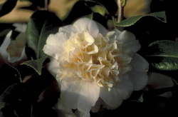 Camelia - Camellia japonica 'Brushfield's Yellow'