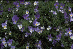 Dünenveilchen - Viola curtisii