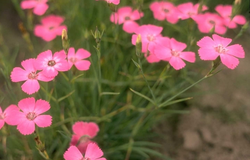 Anjer - Dianthus nitidus