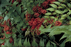 Coriaria japonica