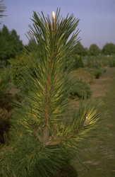 Pinus densiflora 'Oculus-draconis'