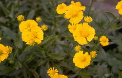 Sonnenblume - Helenium 'Butterpat'