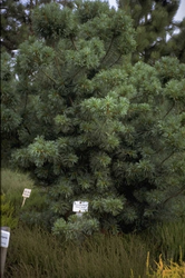 Japanse witte den - Pinus parviflora 'Schoon's Bonsai'