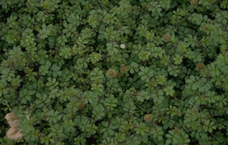 Stekelnootje - Acaena anserinifolia